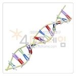 4D프레임 DNA3