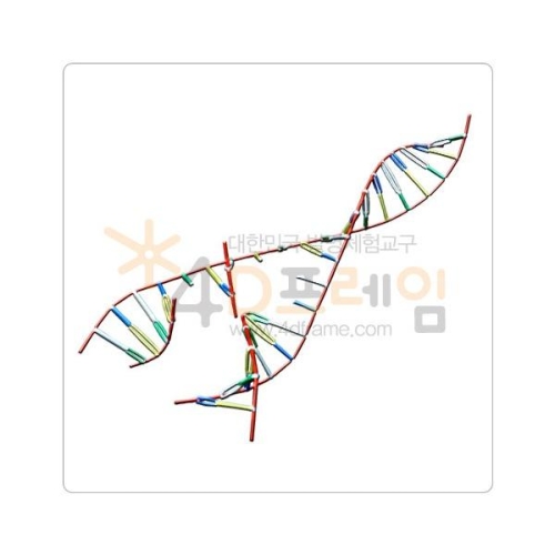 4D프레임 생명체의 설계도 DNA 복제 과정