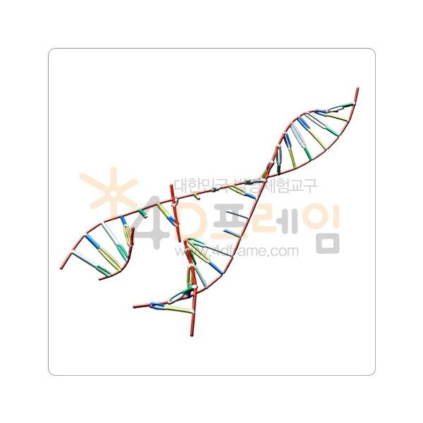 4D프레임 생명체의 설계도 DNA 복제 과정