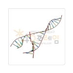 4D프레임 생명체의 설계도 DNA 복제 과정